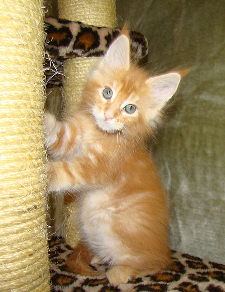     Catsvill County!   !    !       !!!    Catsvill County +7-926-544-74-09     .   ,   ,   ,    ,   ,  ,     ,   -,    ,   !